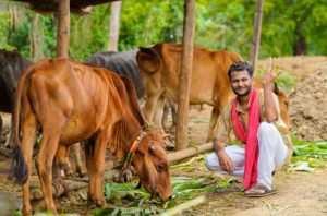 How Cattle Feed Improves Milk Yield and Cattle Health How Cattle Feed Improves Milk Yield and Cattle Health